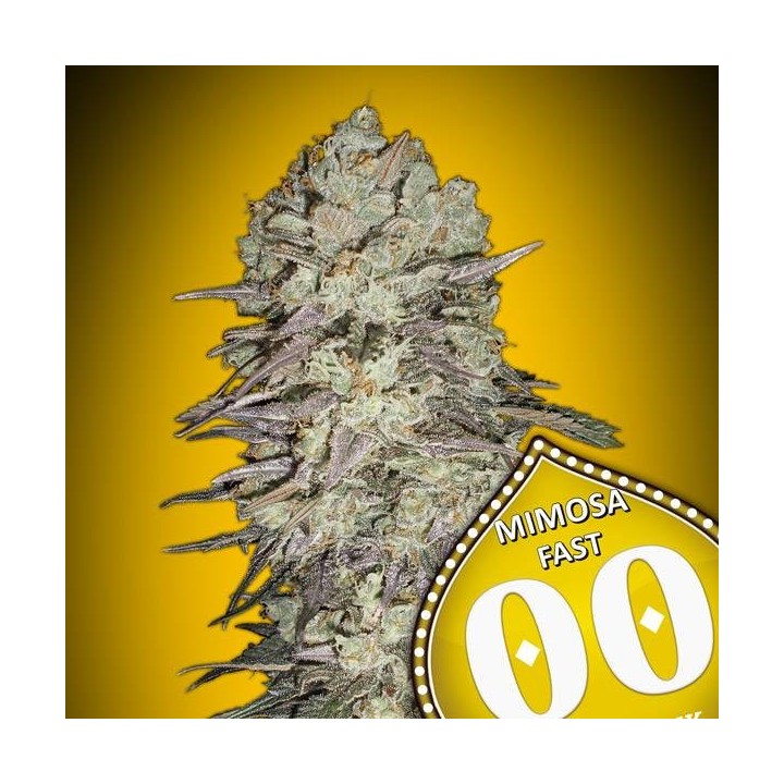 Mimosa Fast | 00 Seeds