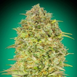 Skunk 47 | Advanced Seeds