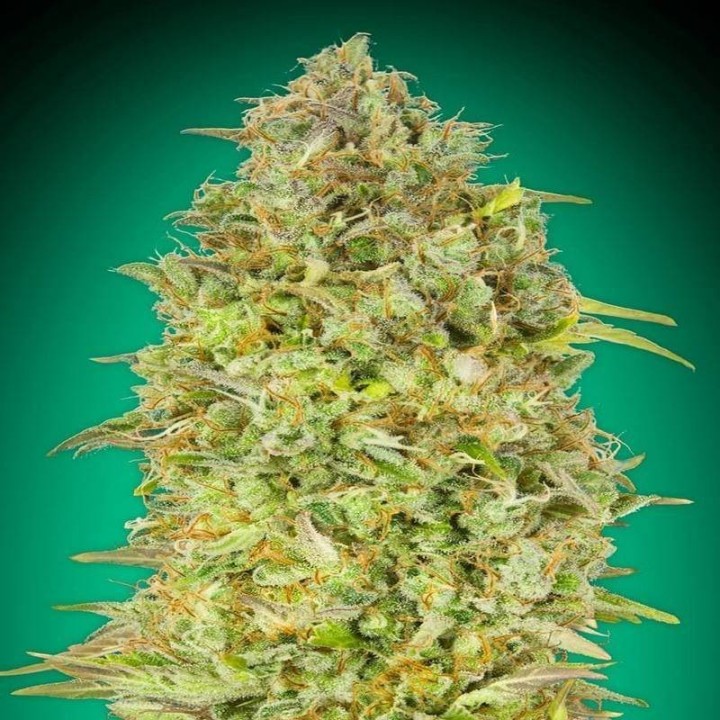 Skunk 47 | Advanced Seeds