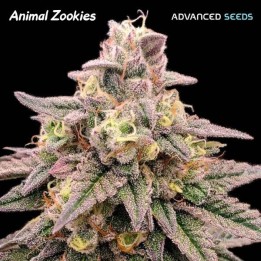 Animal Zookies | Advanced Seeds