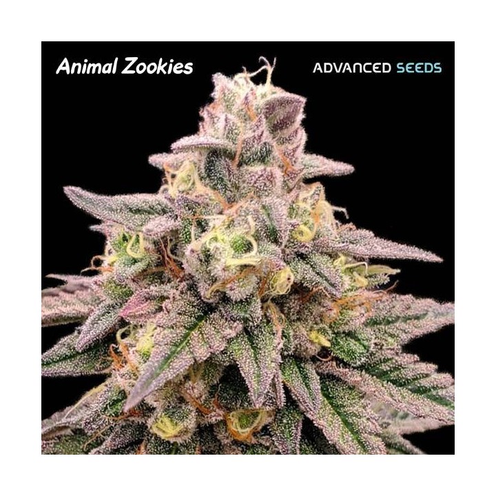 Animal Zookies | Advanced Seeds