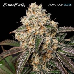 Forbidden Fruit Cake | Advanced Seeds