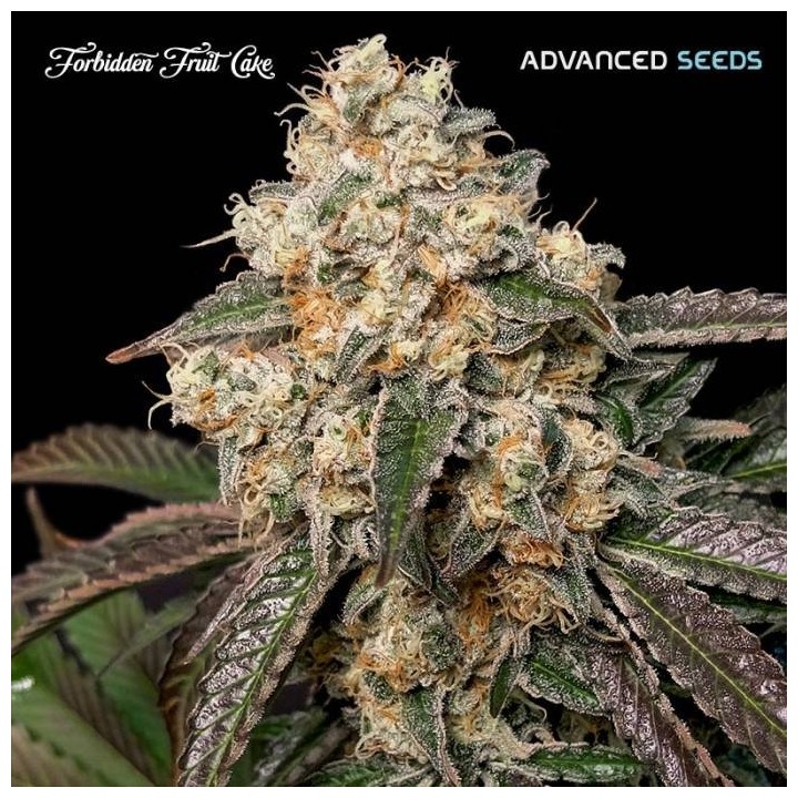 Forbidden Fruit Cake | Advanced Seeds