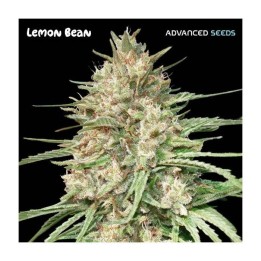 Lemon Bean | Advanced Seeds