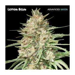 Lemon Bean