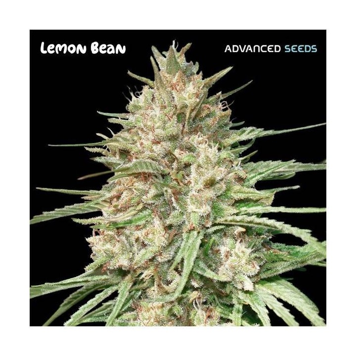 Lemon Bean | Advanced Seeds