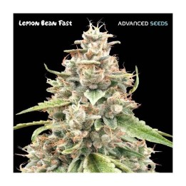 Lemon Bean Fast | Advanced Seeds