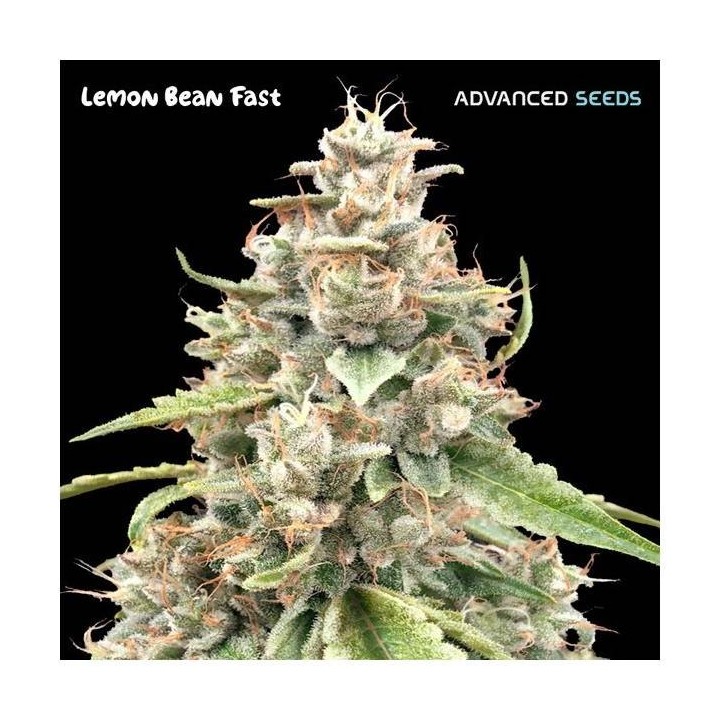 Lemon Bean Fast | Advanced Seeds