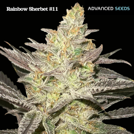 Rainbow Sherbet 11 | Advanced Seeds