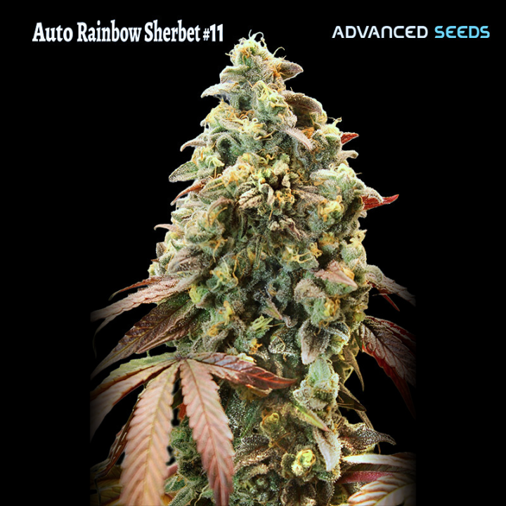 Auto Rainbow Sherbet 11