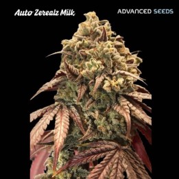 Auto Zerealz Milk | Advanced Seeds