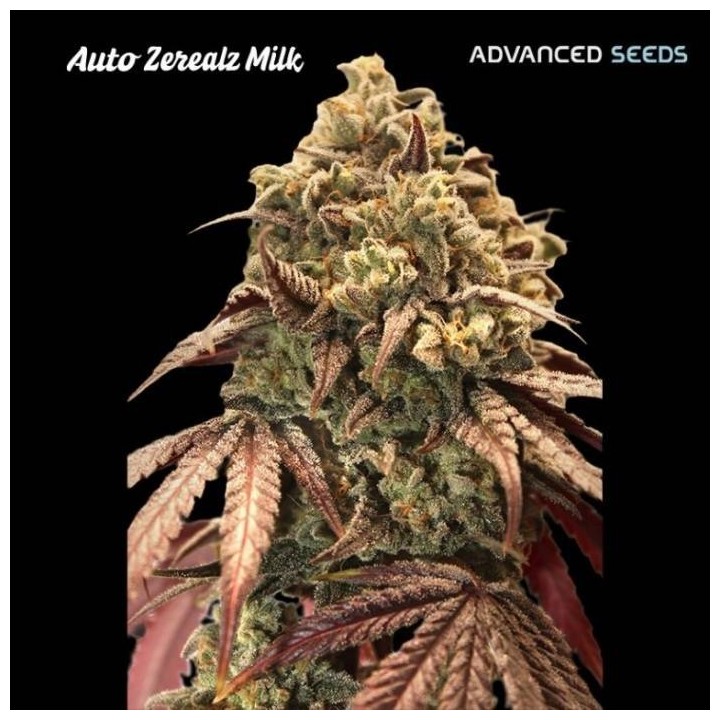Auto Zerealz Milk | Advanced Seeds
