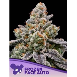 Frozen Face Auto | Anesia Seeds