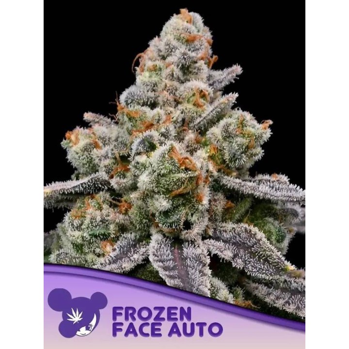 Frozen Face Auto | Anesia Seeds