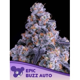 Epic Buzz Auto | Anesia Seeds | MatillaPlant