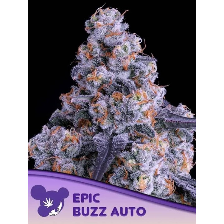 Epic Buzz Auto | Anesia Seeds | MatillaPlant