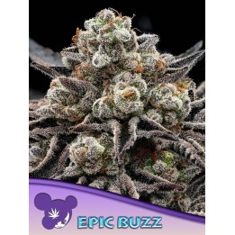 Epic Buzz | Anesia Seeds