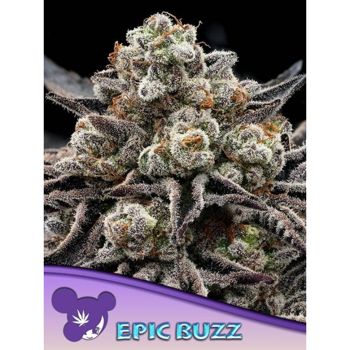 Epic Buzz | Anesia Seeds