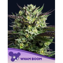 Wham Boom | Anesia Seeds