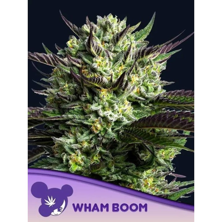 Wham Boom Auto | Anesia Seeds