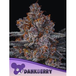 Dank berry | Anesia Seeds