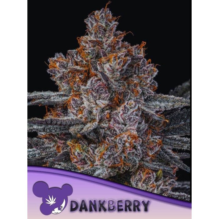 Dank berry | Anesia Seeds