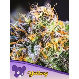 Yuhbary