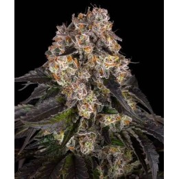 Girl Scout Cookies - Barneys Farm | Barney's Farm