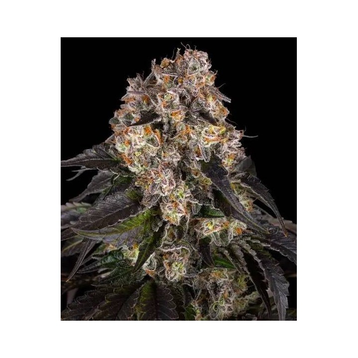 Girl Scout Cookies - Barneys Farm | Barney's Farm