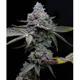 Apple Fritter | Barney's Farm