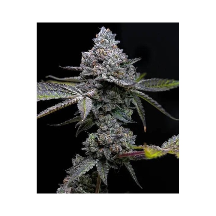Apple Fritter | Barney's Farm