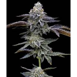 Blue Dream Barneys Farm