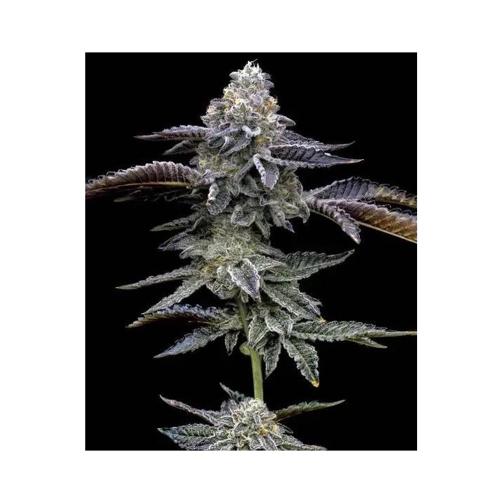 Blue Dream Barneys Farm | Barney's Farm