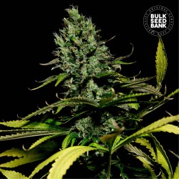 Watermelon Jam | Bulk Seeds Bank