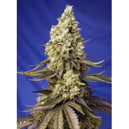 Runtz XL Auto | Sweet Seeds