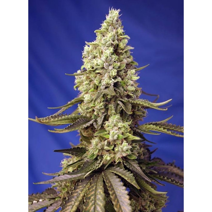 Runtz XL Auto | Sweet Seeds