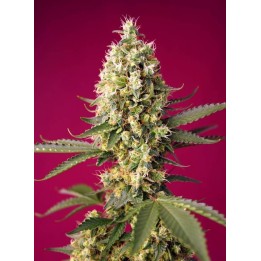 Skywalker OG Runtz XL Auto | Sweet Seeds