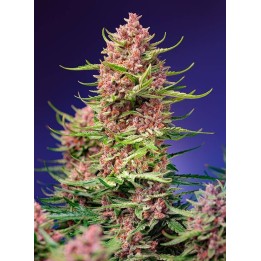 Strawberry Cola Sherbet F1 Fast Version | Sweet Seeds