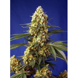 Strawberry Banana Gelato XL Auto | Sweet Seeds