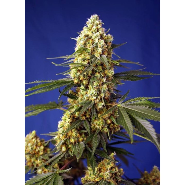 Strawberry Banana Gelato XL Auto | Sweet Seeds