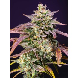 Purple Punch OG XL Auto | Sweet Seeds