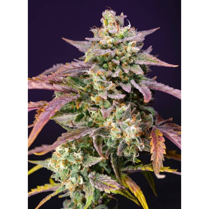 Purple Punch OG | Sweet Seeds