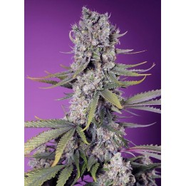 Papaya Zoap F1 Fast Version | Sweet Seeds
