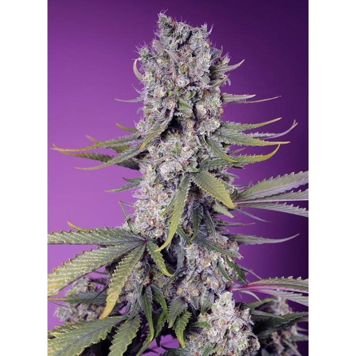 Papaya Zoap F1 Fast Version | Sweet Seeds