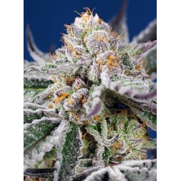 Orange Apricot Glue XL Auto | Sweet Seeds