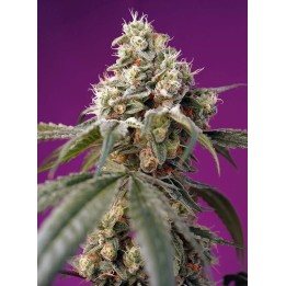 Bruce Banner Auto | Sweet Seeds