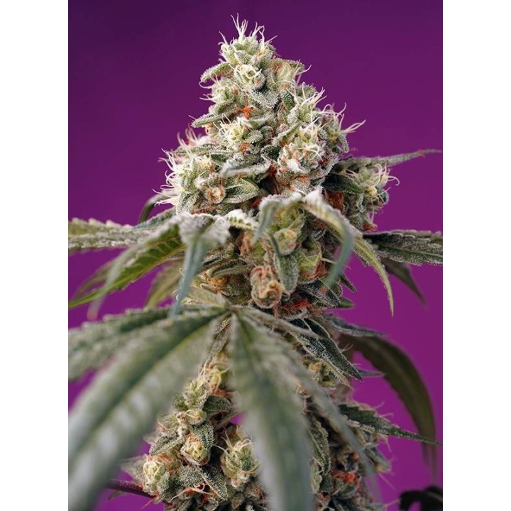 Bruce Banner Auto | Sweet Seeds