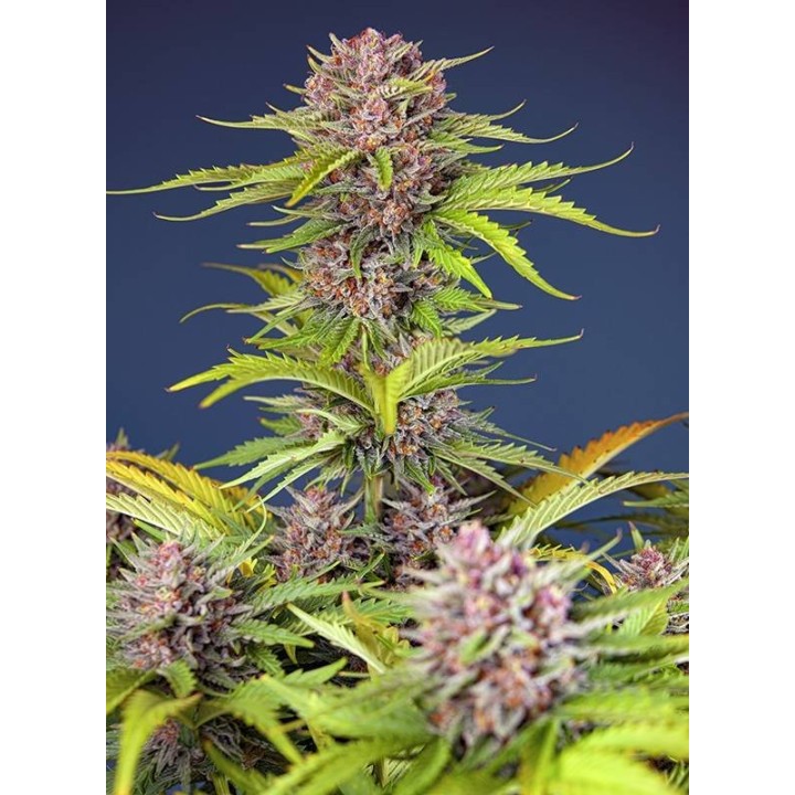 Mimosa Bruce Banner XL Auto | Sweet Seeds