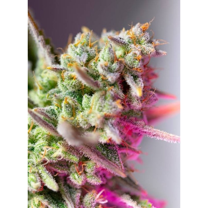 Sweet Mimosa XL Auto | Sweet Seeds