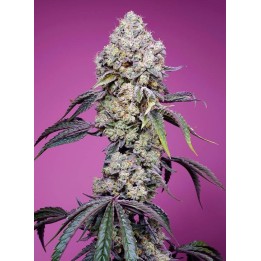 Sweet Mandarine Zkittlez F1 Fast Version | Sweet Seeds